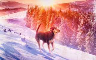 A Dog's Way Home (2019)