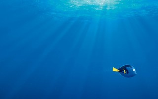 Finding_Dory_03